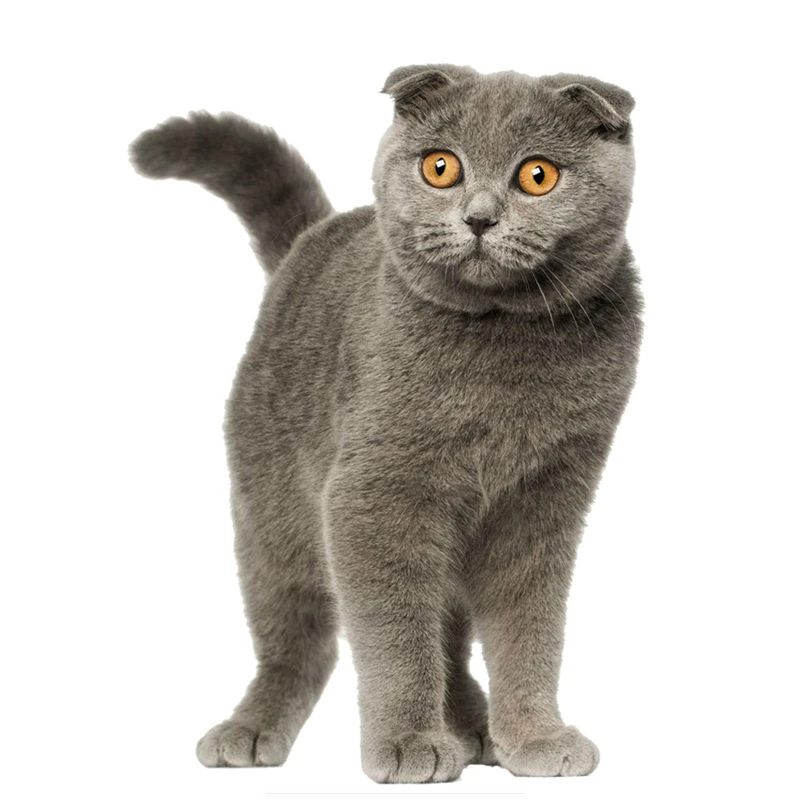 

Dawasaru Scottish Fold Cat Car Sticker Personalized Decal Laptop Truck Motorcycle Auto Accessories Decoration PVC,15cm*11cm