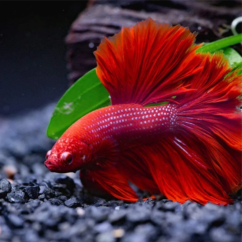 Гамак Betta для листьев кровати используется Бет-рыб подкладка растений разведения