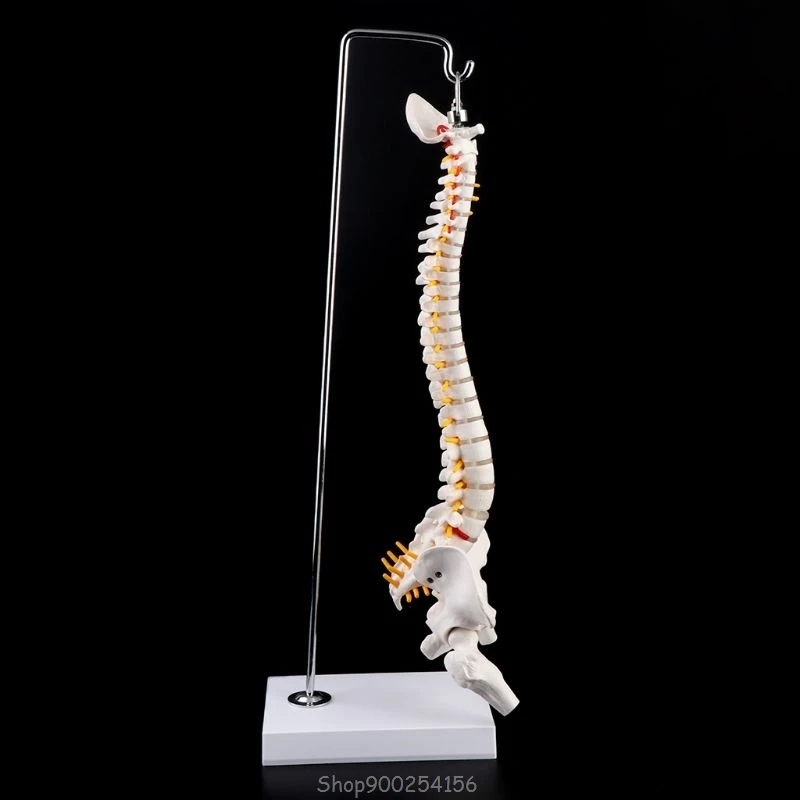 

45cm Flexible Human Spinal Column Vertebral Lumbar Curve Anatomical Model Anatomy Spine Teaching Tool O19 20 Dropship