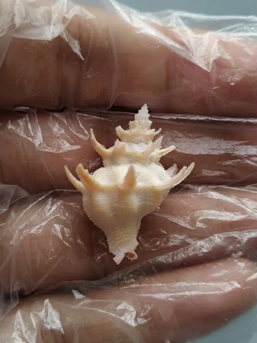 

Natural and Rare Best Collection Collectible Conch Flower Fairy Snail