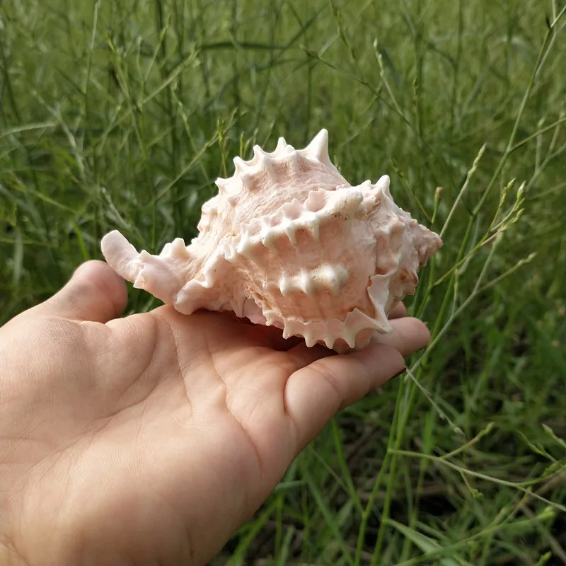 1 шт. натуральный морской Seashell Розовый раковины орнамент Пляж Свадьба оболочка Ремесло Декор морская волна звук Creatives Conch подарки для детей