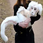 Kawaii Дракон Удачи Falkor кукла Бесконечная история милый белый дракон плюшевые мягкие игрушки для детей взрослых Подарки Высокое качество Falkor