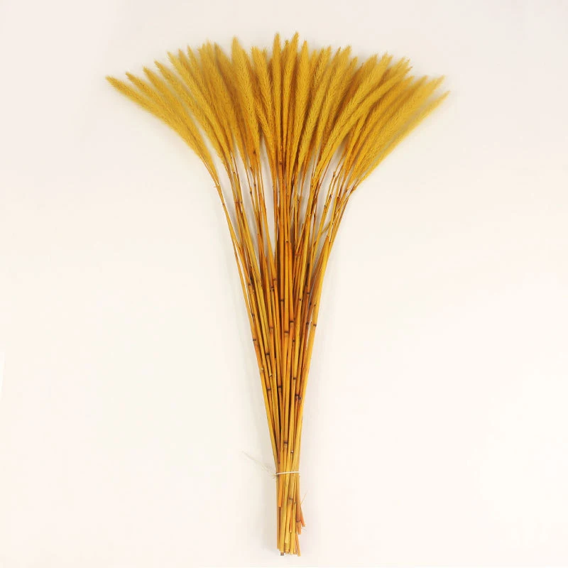 

20pcs Real Natural Dry Flowers Setaria Viridis Decorative Dried Plants Dog's Tail Grass Table Photo Decoration Accessory FBS889