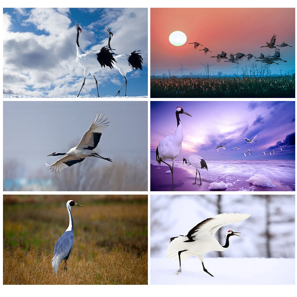 

DIY Diamond Embroidery Red-crowned Crane Sticker Diamond Embroidery Animal Exquisite Mosaic Rhinestone Home Decoration Painting