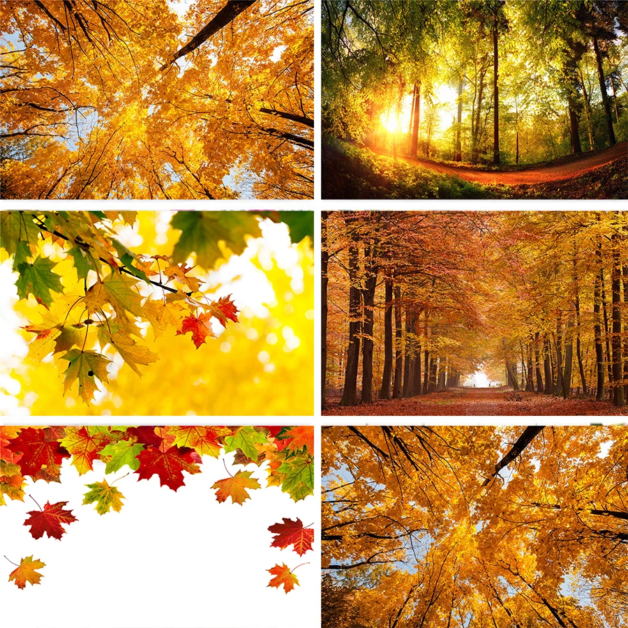 Nitree осень дорога солнечного света восход солнца деревья листва лес желтый