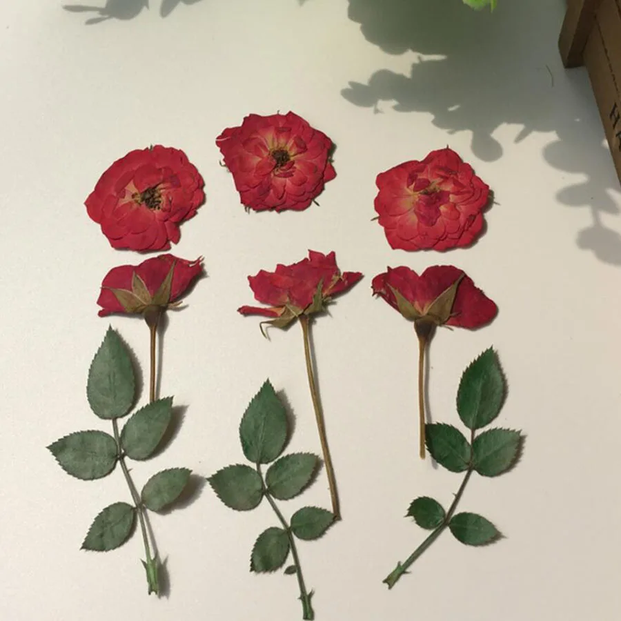 

12pcs Pressed Dried Red Rose+Bud+Leaf Flower Plant Herbarium For Jewelry Postcard Invitation Card Phone Case Bookmark DIY