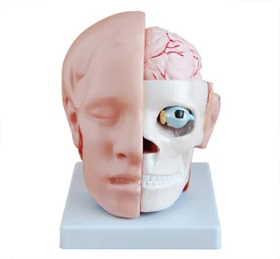 head Cerebral artery Teaching model head Dissection free shipping