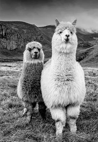 

Больше стилей, ягуар, корова, милая альпака, животные, художественная пленка, Шелковый постер, домашний Настенный декор 24x36 дюймов