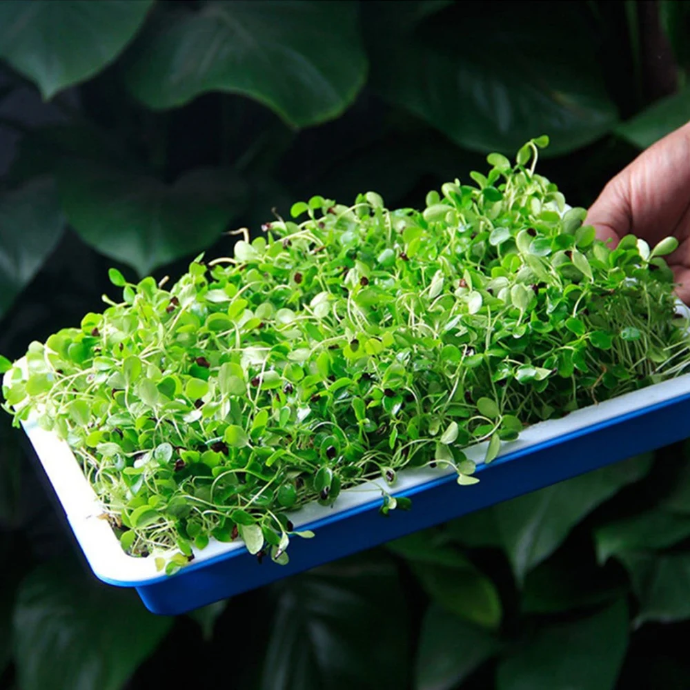 100 шт Soilless выращивание питомник бумага для лотков горшки прорастание пластины