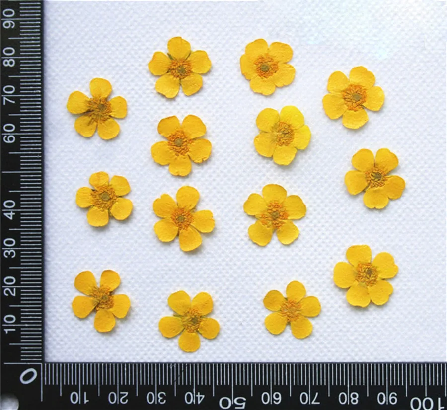 

100pcs Pressed Dried Buttercup Flower Plants For Epoxy Resin Pendant Necklace Jewelry Making Craft DIY Accessories