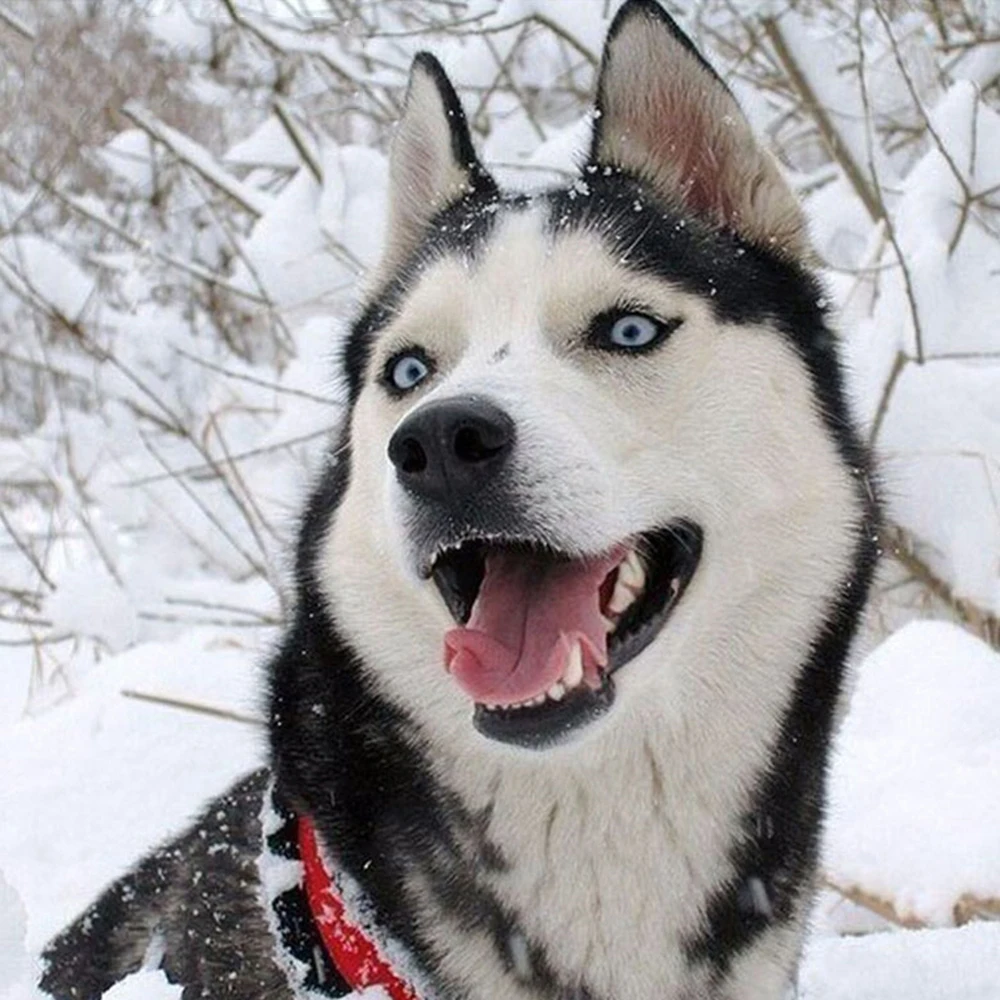 Алмазные мозаичные животные собака с украшением в виде кристаллов Комплект для