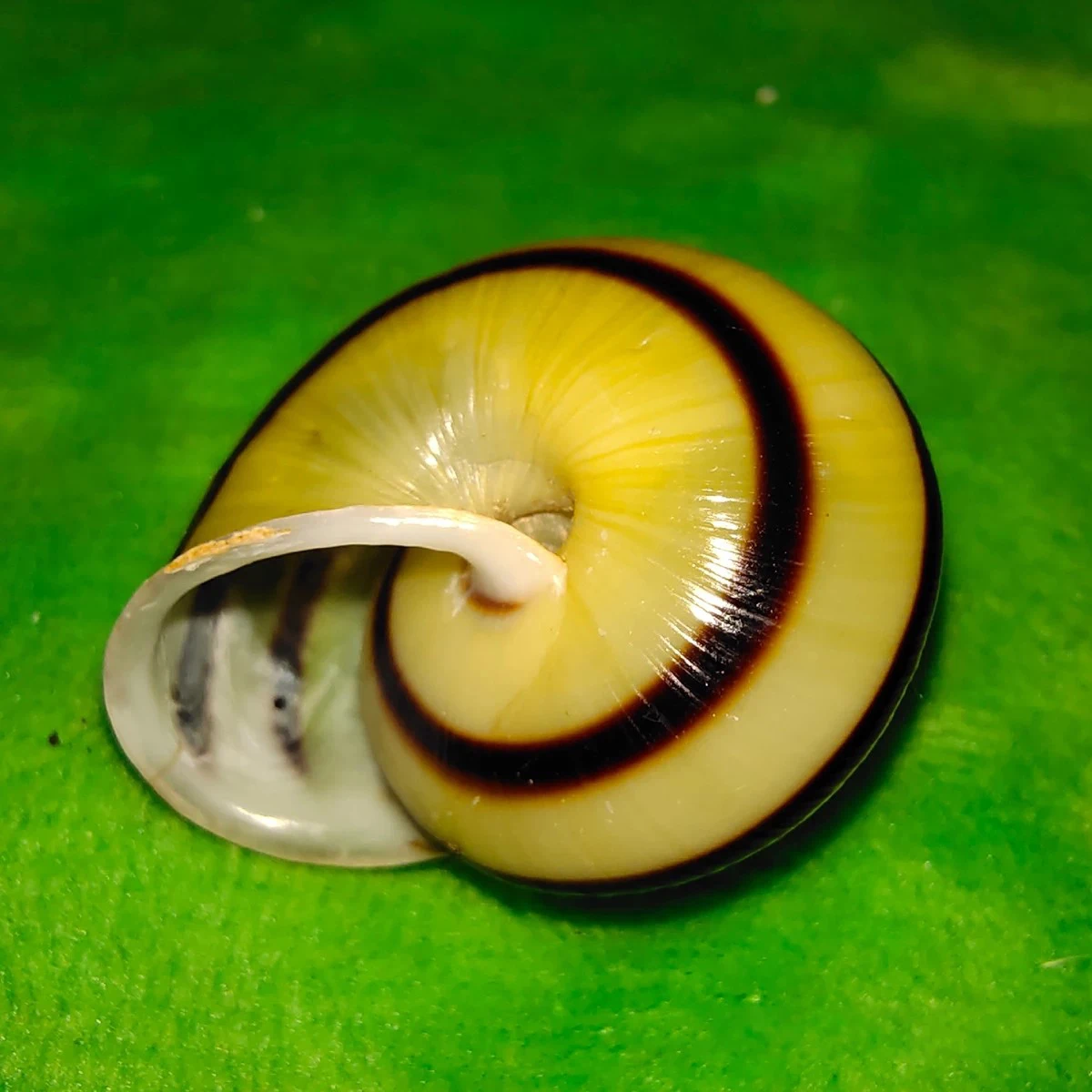 

Natural Boutique Collection Snail Shell Shell Conch Samoa Monkey Snail Specimen