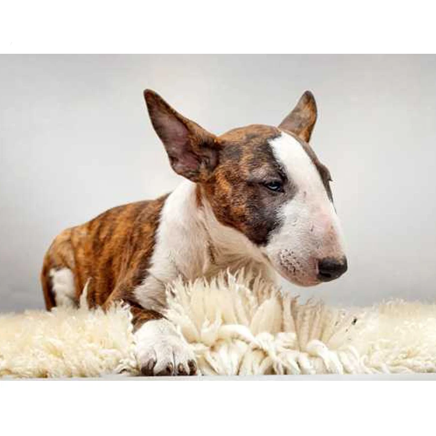 5D алмазная живопись сделай сам питбултерьер собака из смолы