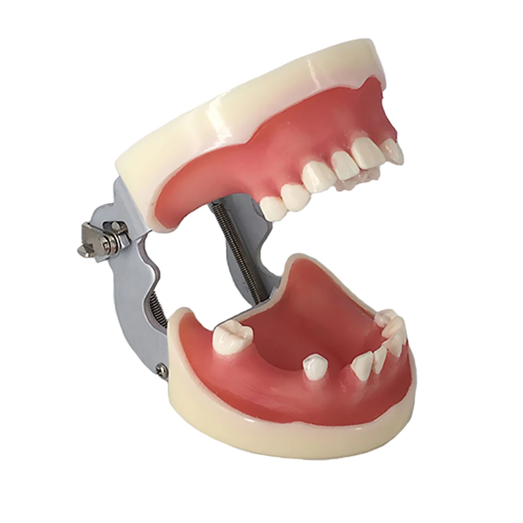 

Flesh Pink Gums Standard Teeth Tooth Teach Model Demonstration with Jaw Rack