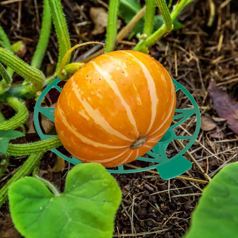 тыква слабительная. тыква купчиха. слабит ли тыква. тыквенный сок от запора. тыквенно кабачковая икра.