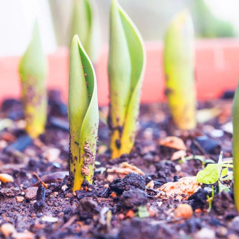 

2Pcs Colourful Perfume Tulips Seeds Home Nature Garden Bonsai Plants Vegetable Fruits Dutch Tulip Flowers Fragrant Incense