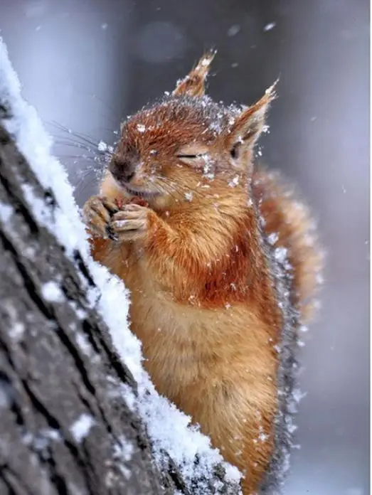 

Алмазная 5D живопись «сделай сам», вышивка крестиком с животными, полная выкладка, белка, стразы, искусство, домашний декор