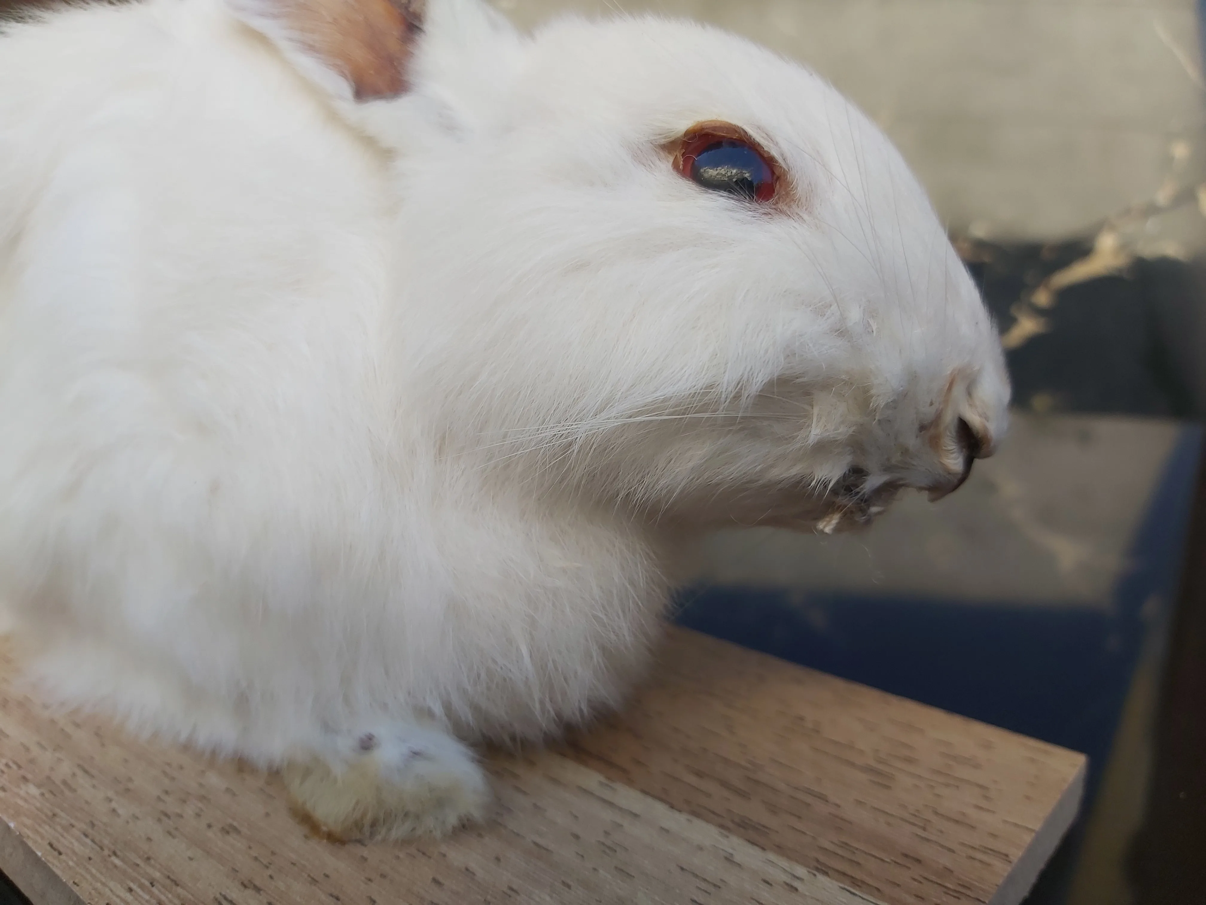 Милая странная вещь настоящий кролик taxidermy встраивание образец Кролик модель обучения нечетный