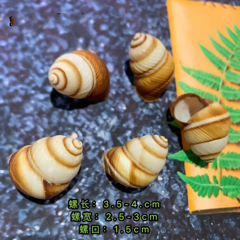 

Free shipping 50pcs/lot natural color sea shell snail shell wedding/festival/party decoration sea conch