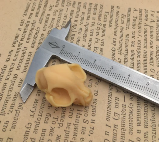 Серьги в виде черепа кошки из искусственной Таксидермии украшения языческой