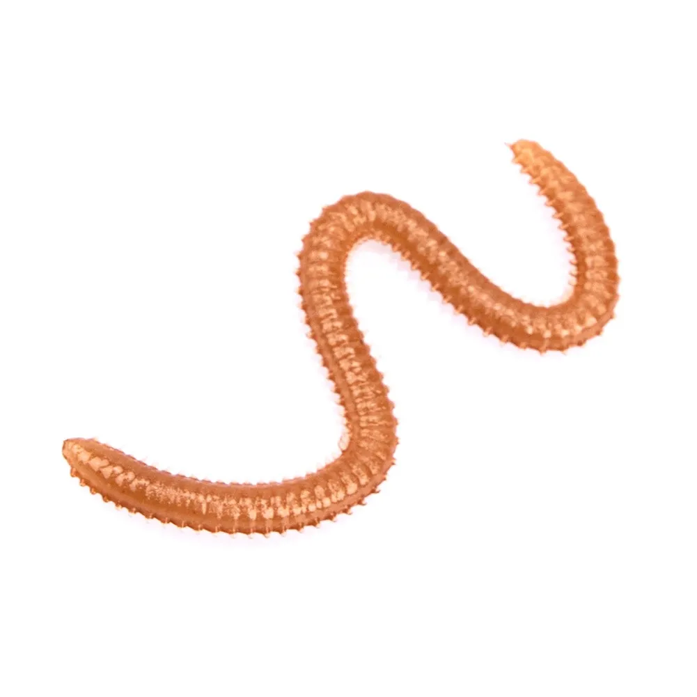 1 коробка Мягкая Моделирование дождевых искусственные рыболовные приманки