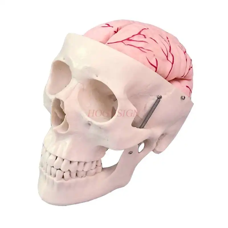 Череп модель черепа структура группа мозга артерия скелета делает обучение