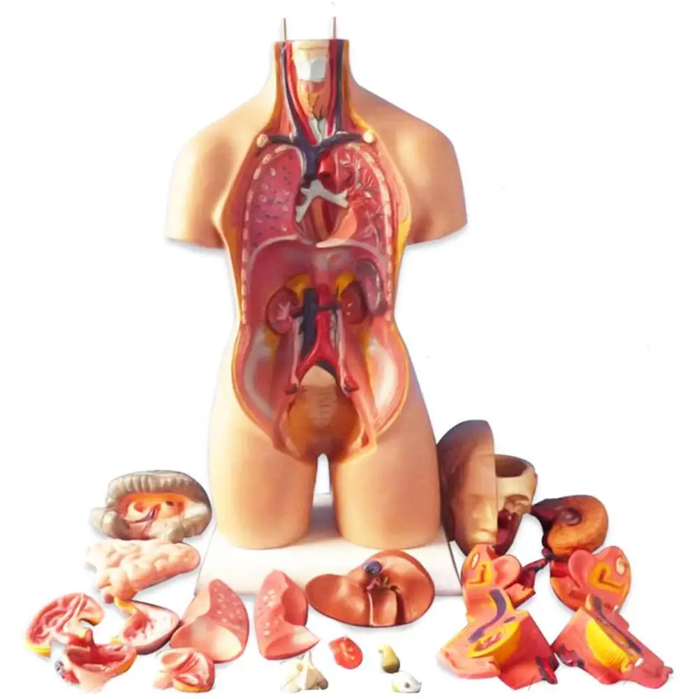 28cm Anatomical Human Torso Body Model Anatomy Internal Organ Medical Teaching Mold Assembly Science Kid Baby Education Toy Gift
