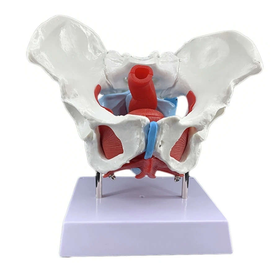 Removable Female Pelvis Pelvic Floor Muscle Model Uterus Ovary Muscle Teaching Resources Educational Supplies