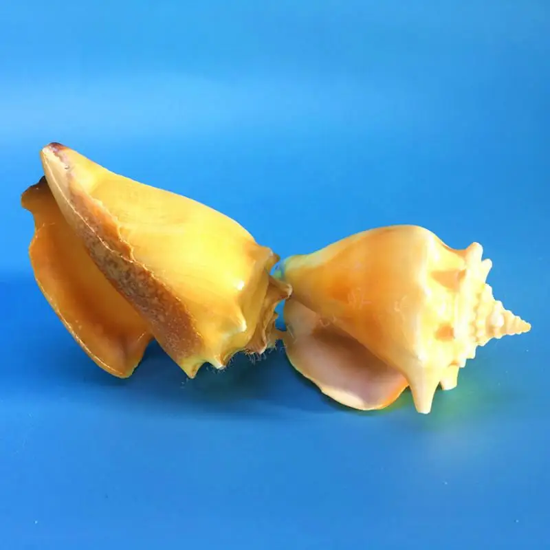 7-9 см натуральный раковины золотой аквариум искусственное украшение для дома