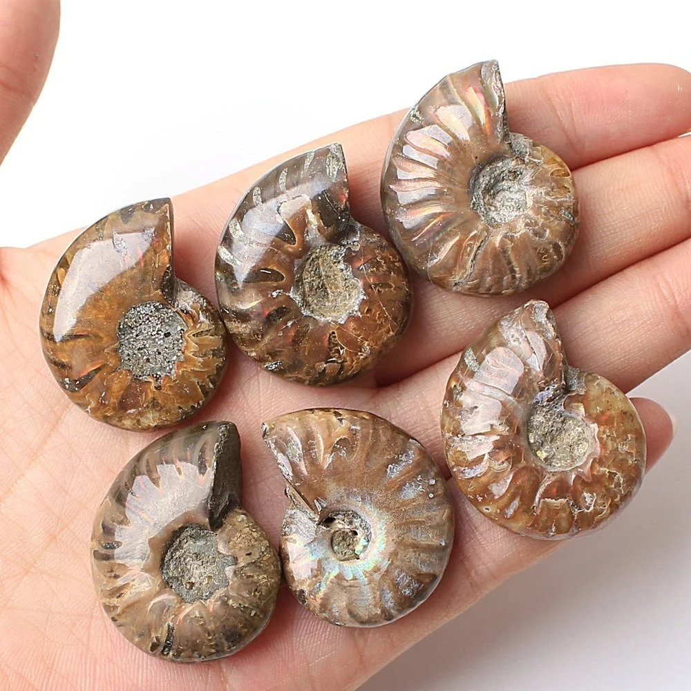 1PC Immemorial Spiral Natural Ammonite Fossil Pure Conch Rough Stone Handicraft Played on Palms Healing | Дом и сад