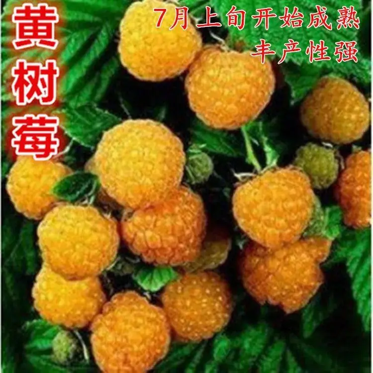 1000 шт. семена фруктов малины ежевики |