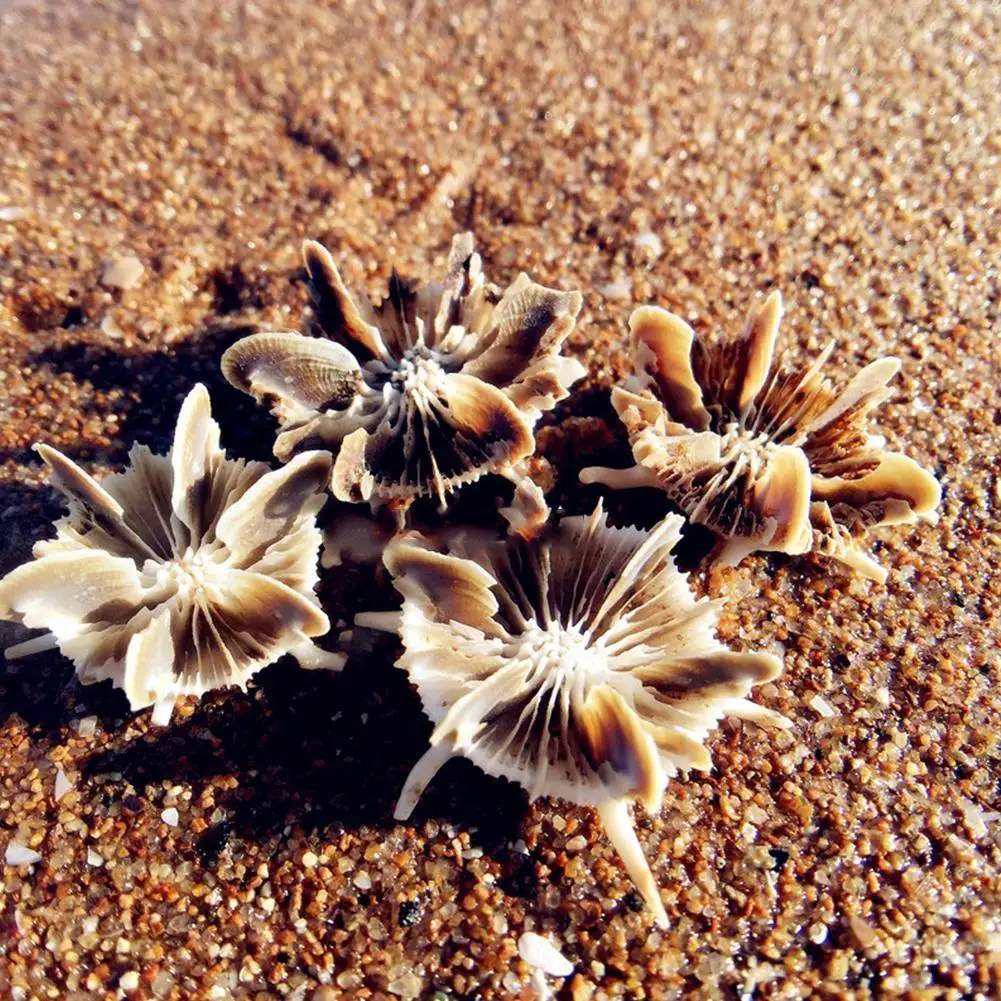 

New Natural Sea Urchin Shell Conch Tillandsia Potted Plant Home Decoration