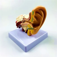 organ model 1 5 times external ears human ear anatomy model medical science model educational equipment