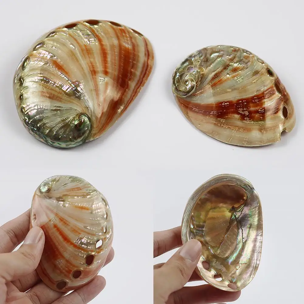 Натуральная сафлоровая Морская раковина аквариум ландшафтное украшение для