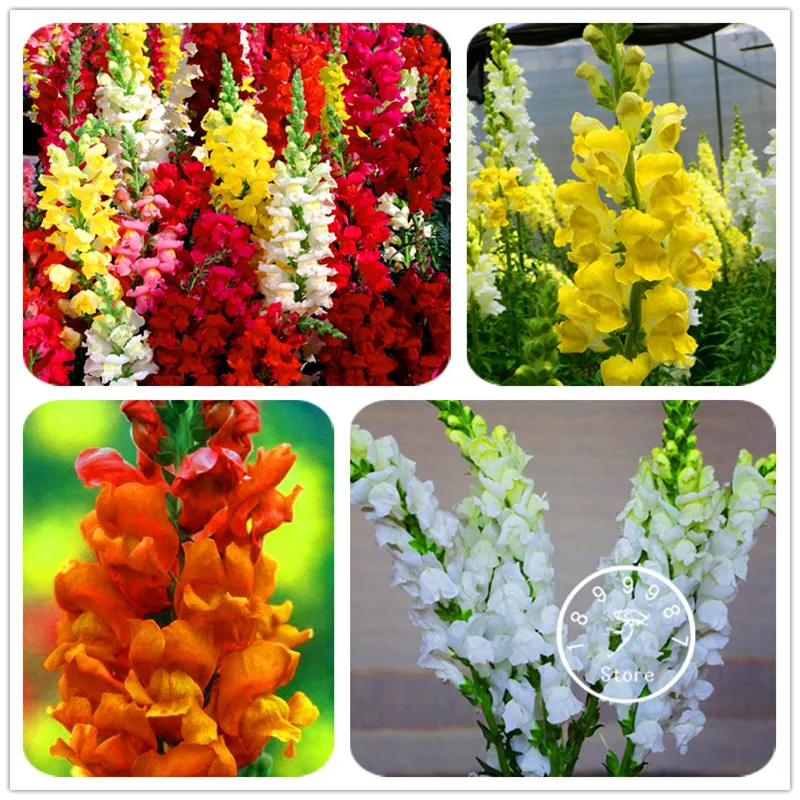 100 шт. в упаковке разные цвета опционально Snapdragon растение бонсай балконные