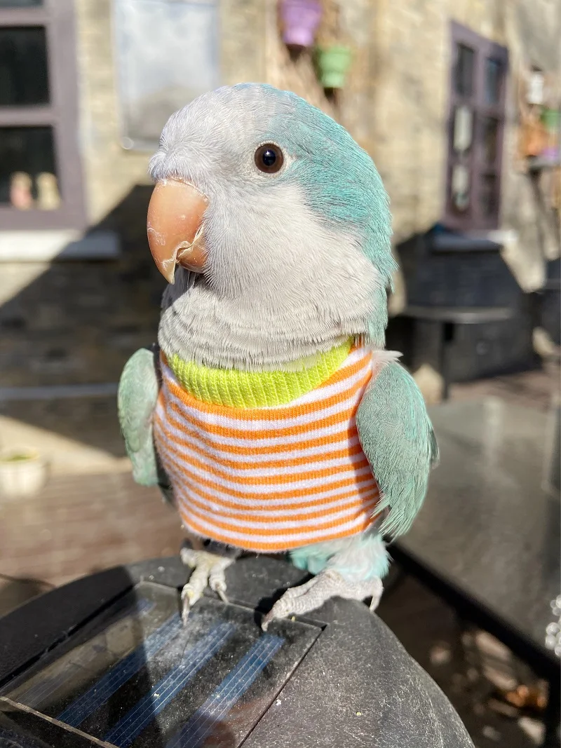 

Parrot Bird clothes Xuanfeng flight clothes small sun golden sun clothes thermal insulation products winter sweater coat