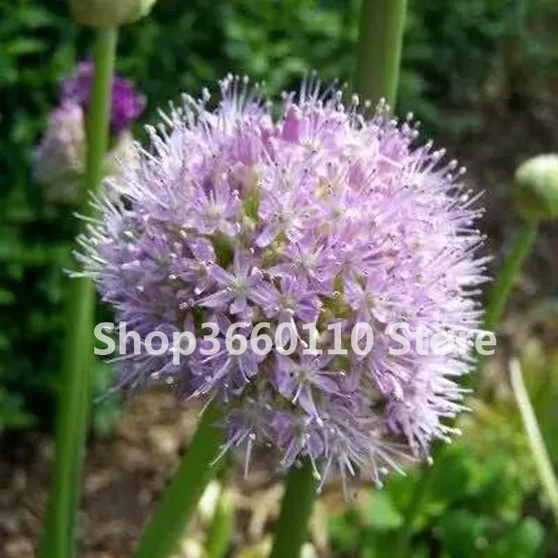 100 шт./упак. Seedsplants Giant Allium Giganteum красивый цветок-бонсай садовое растение в уровень почкования 95% редкий цветок для малыша