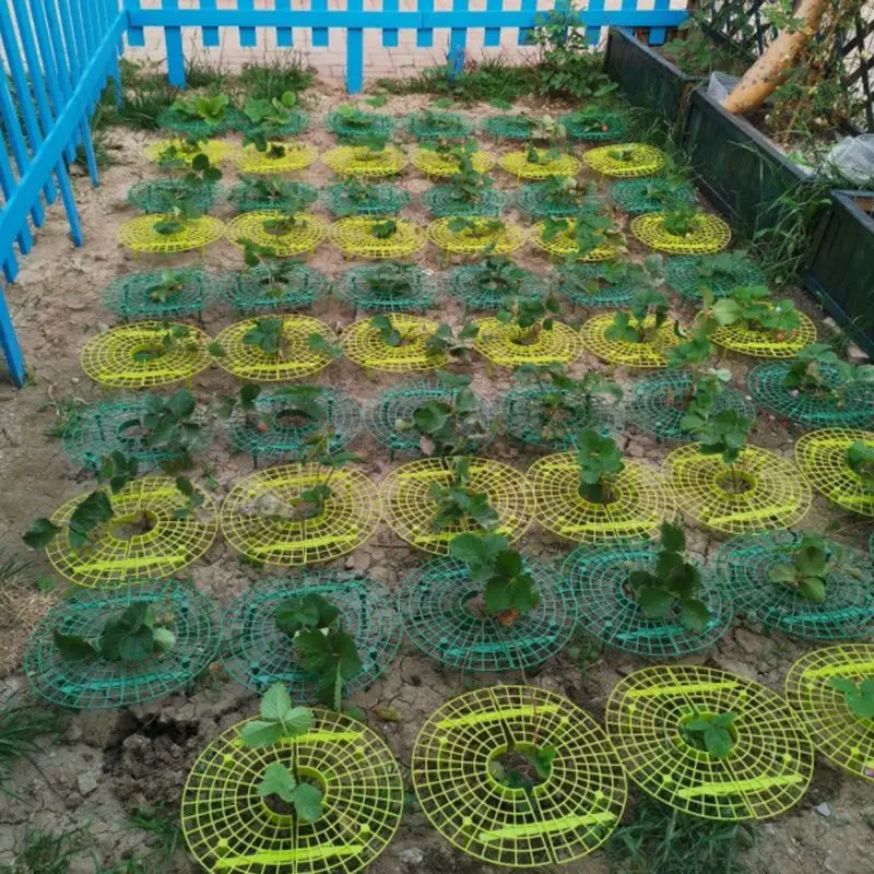 

Hot 5 Pcs Strawberry Plant Support Cradle Rack Strawberry Plastic Rack For Strawberry Gardening Supplies Hot