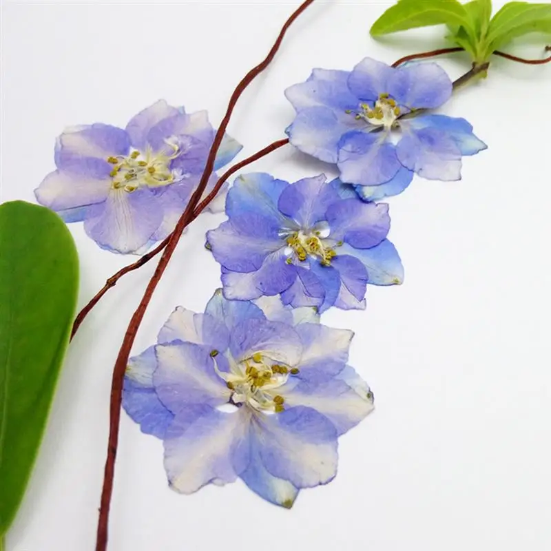12 шт. сушеные цветы Real Larkspur сделай сам прессованные сухие растения для
