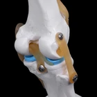 Модель человеческого анатомического коленного сустава, гибкий скелет, помощь в обучении, анатомия