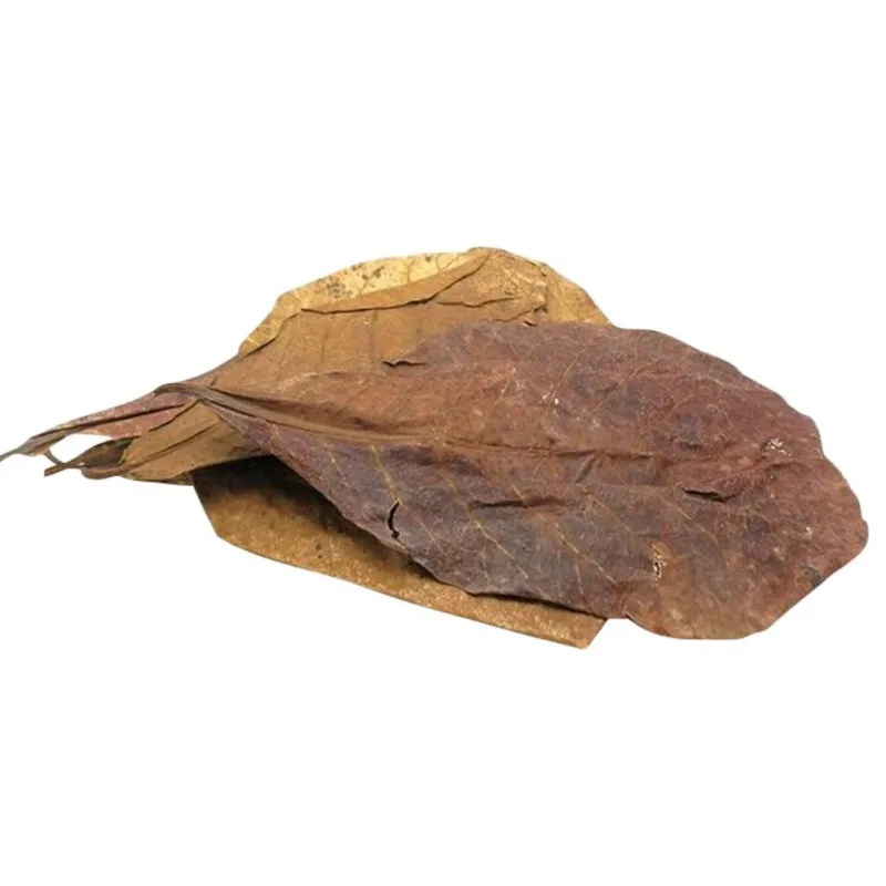 50 шт. сорт оливкового природного Terminalia Catappa Foetida листья остров миндаля листьев
