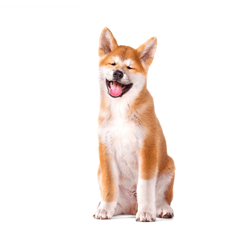 13 см эксклюзивные наклейки внешние аксессуары Akita Inu Dogs Мультяшные забавные на