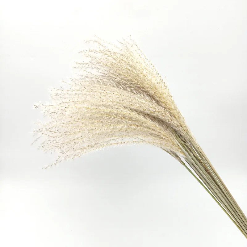 Small reed50cm10pcs 30 шт. пампасы трава тростник сухой цветок свадебное оформление букета настоящий высушенный цветок гостиная пол предметы интерьера стрельба реквизит - Цвет: Small reed50cm10pcs