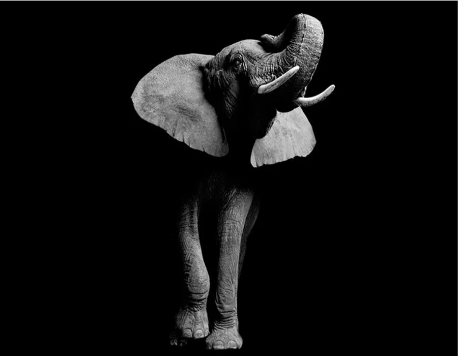 Пользовательские 3D обои роспись Слон животные Черный крыльцо фон диван