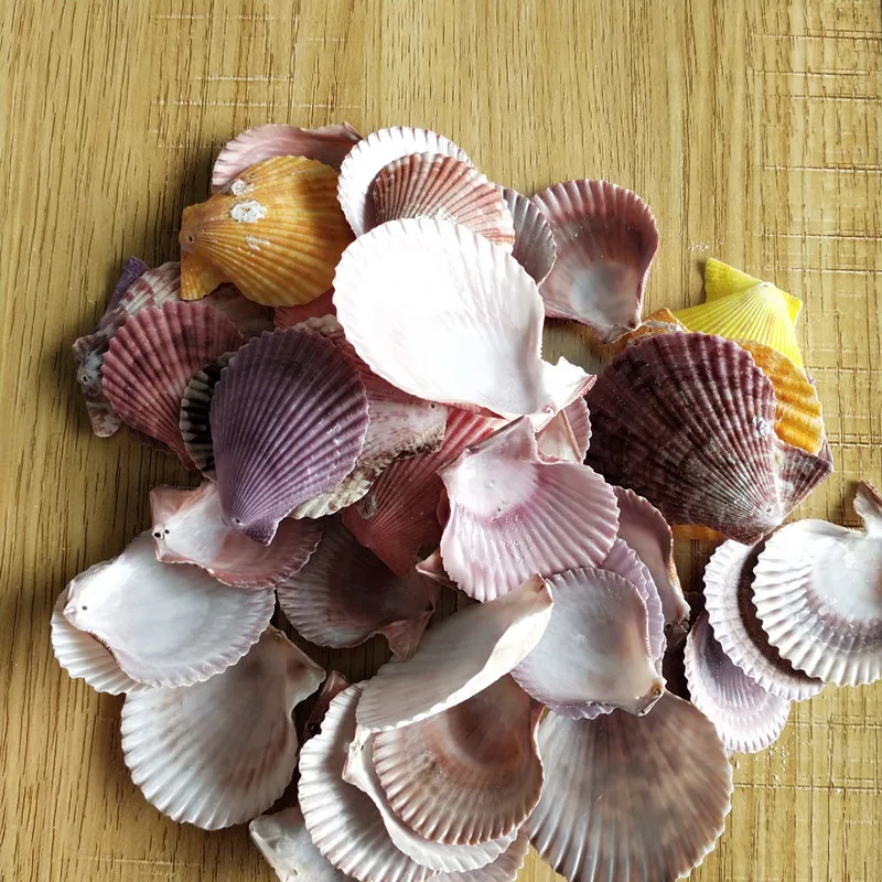 Ракушка из натуральной морской раковины 50 шт. | Дом и сад