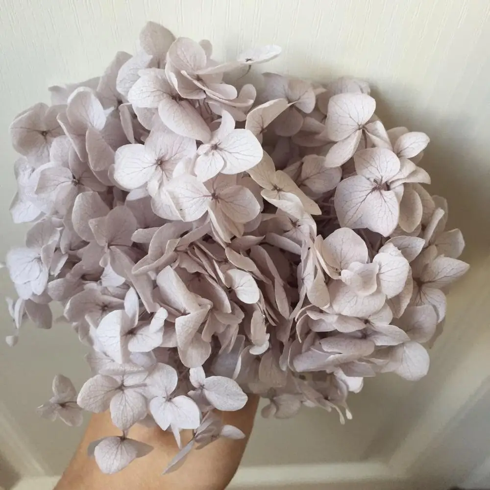 10 г/лот высококачественный сохраненный цветок Анны гортензии натуральный для