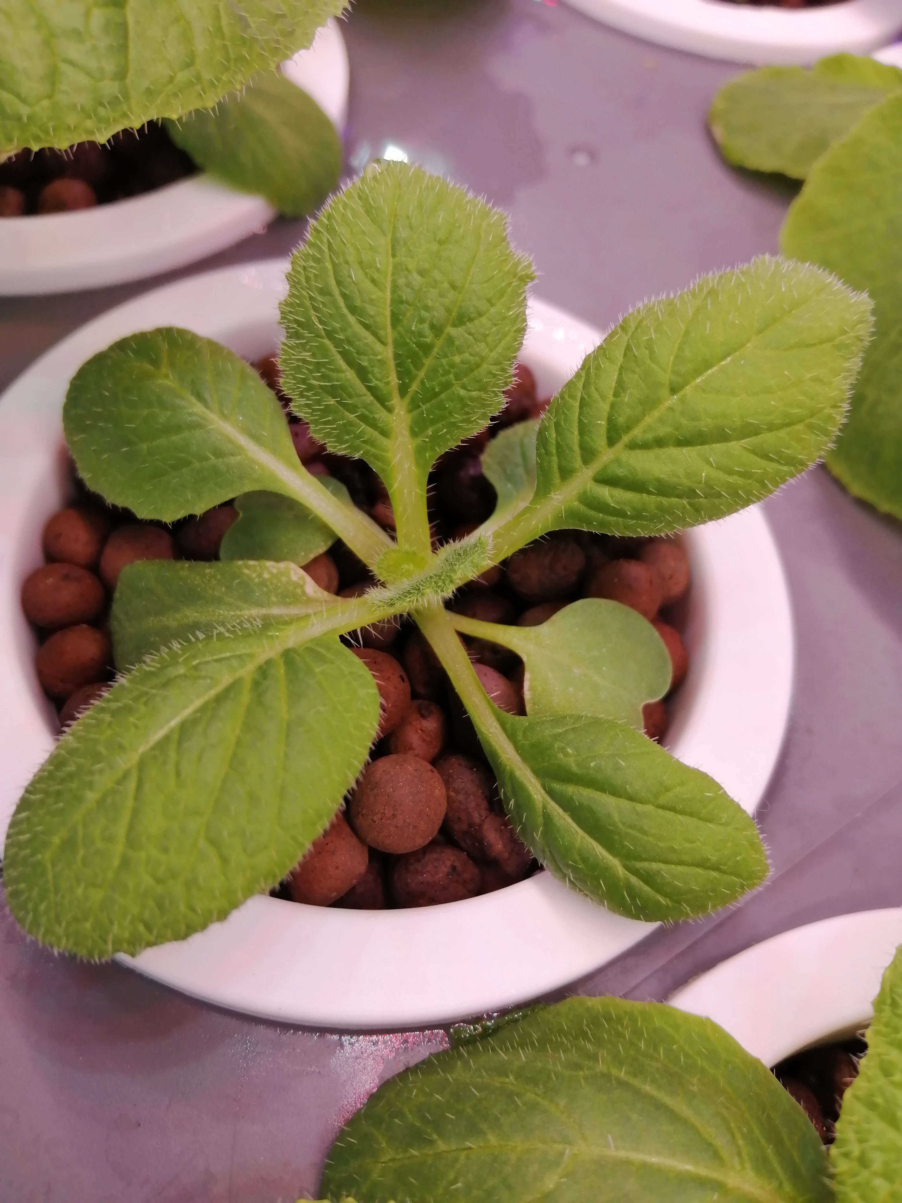 Pаспродажа 4 слоя 48 отверстий Вертикальная полная Коммерческая гидропонная система для выращивания дома светодиодный светильник кой