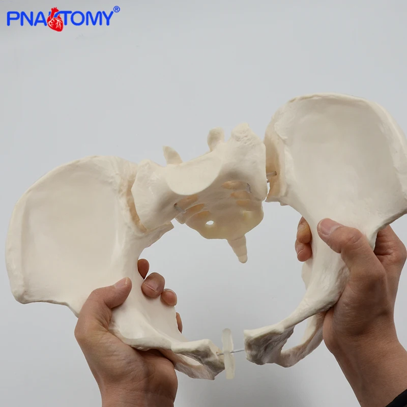 Гибкая модель женского таза скелета человека образец тазобедренного