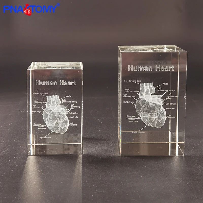 

Human Anatomical Gift Crystal Skeleton Brain Teeth Heart Lungs with Instruction Transparent Model Medical Demonstration Anatomy
