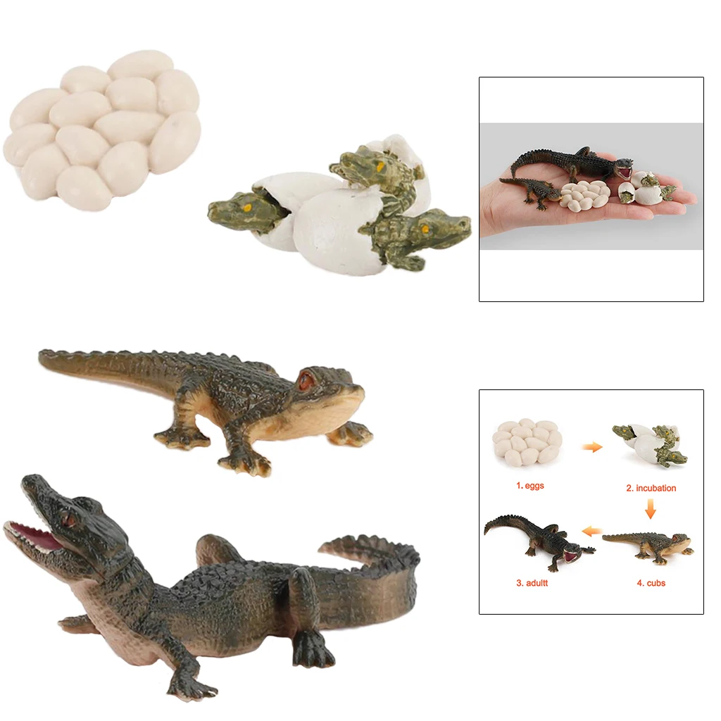 

Plastic Lifelike Life Cycle Alligator Kids Early Education Toys Themed Party